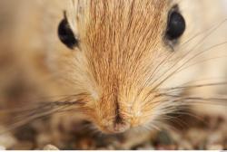 Nose Gerbil